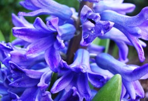 [Anne Marie hyacinth]
