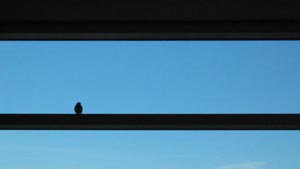 [Airport perch]