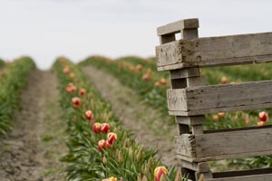 [Tulip Festival]